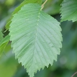 Flatter-Ulme / Ulmus laevis