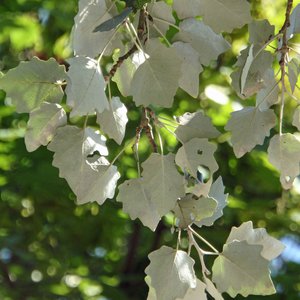 Silber-Pappel / Populus alba