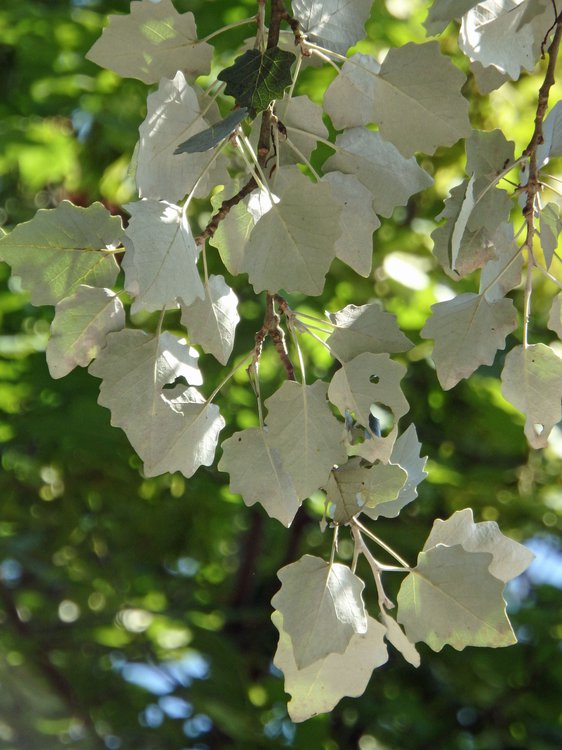 Silber-Pappel / Populus alba