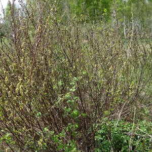 Strauch-Birke / Betula humilis