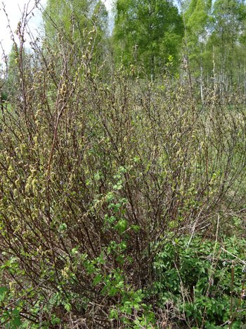Strauch-Birke / Betula humilis