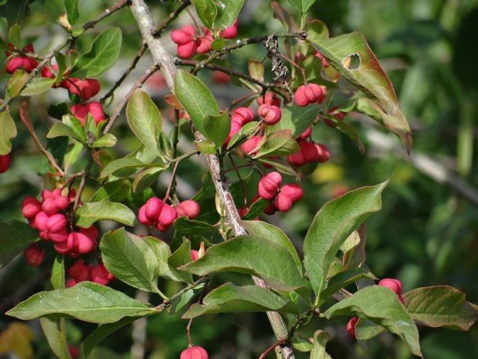 Gewöhnliches Pfaffenhütchen / Euonymus europaeus