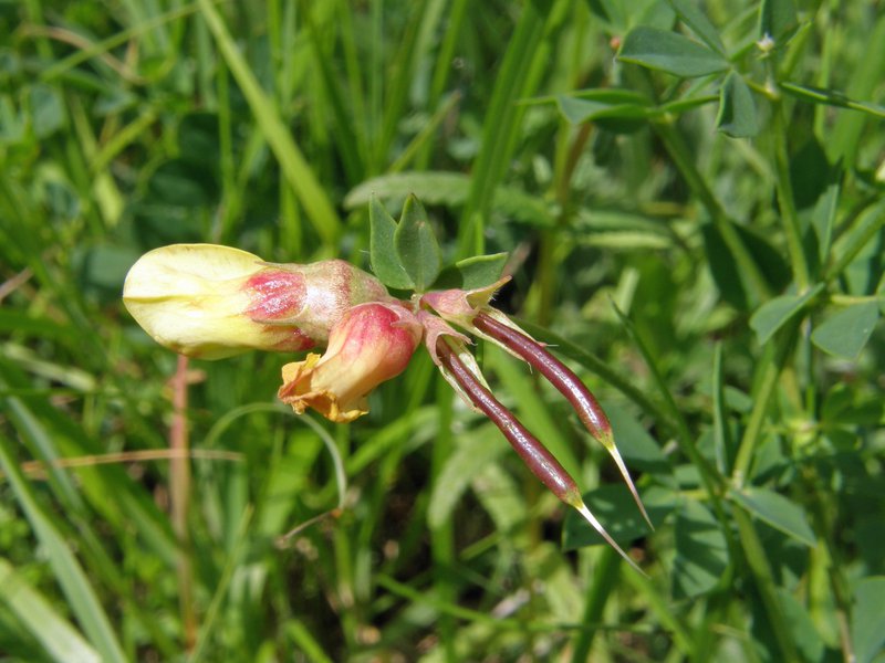 Gemeiner Hornklee / Lotus corniculatus