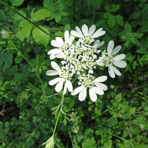 Strahlen-Breitsame / Orlaya grandiflora
