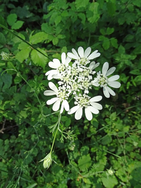 Strahlen-Breitsame / Orlaya grandiflora