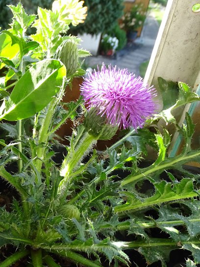 Stängellose Kratzdistel / Cirsium acaule