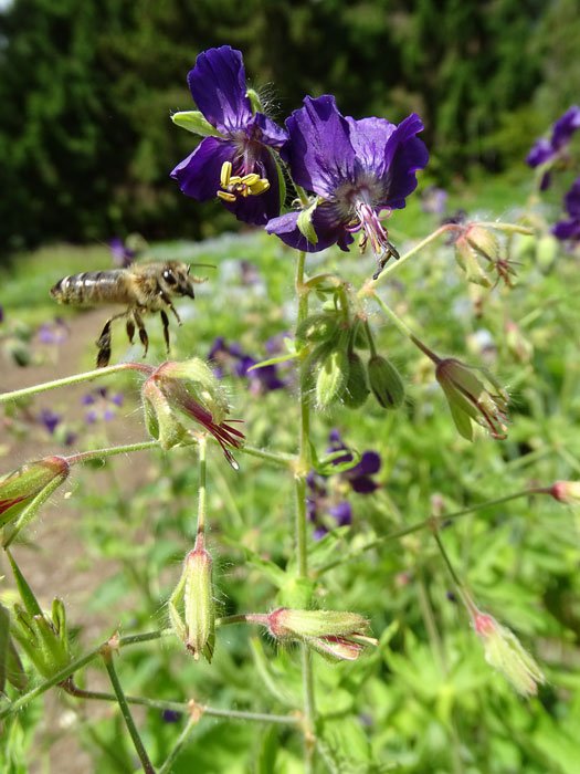 Brauner Storchschnabel / Geranium phaeum