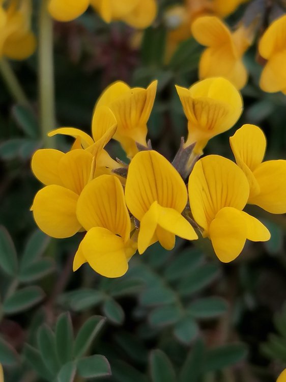 Schopf-Hufeisenklee / Hippocrepis comosa