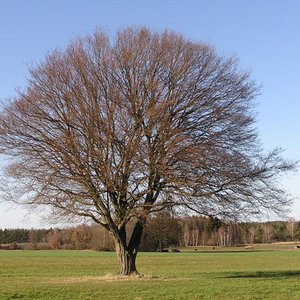 Hainbuche / Carpinus betulus