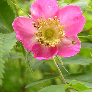 Alpen-Rose / Rosa pendulina