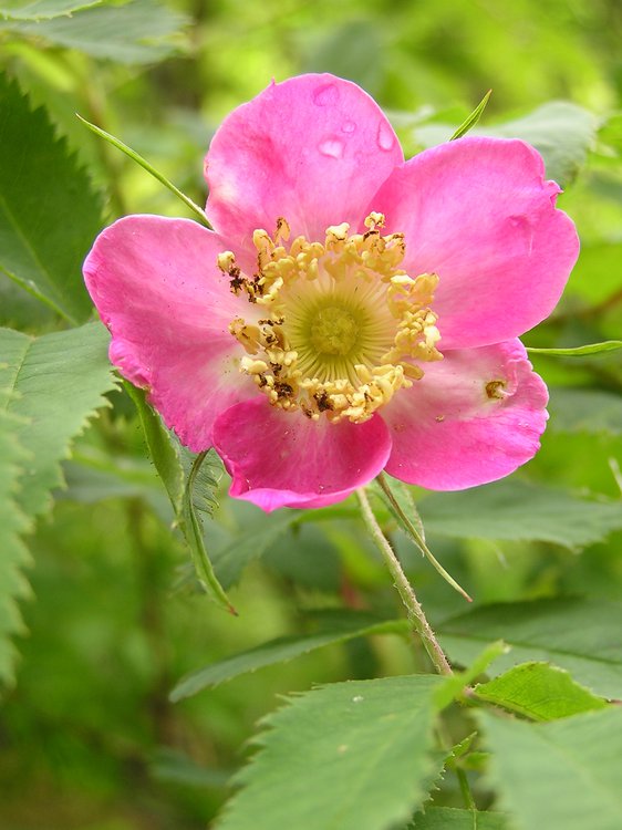 Alpen-Rose / Rosa pendulina