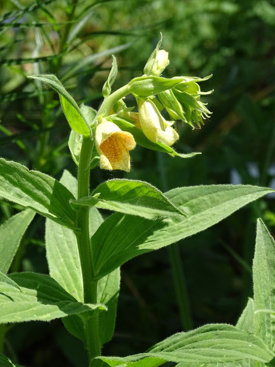 Großblütiger Fingerhut / Digitalis grandiflora