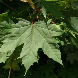 Spitz-Ahorn / Acer platanoides