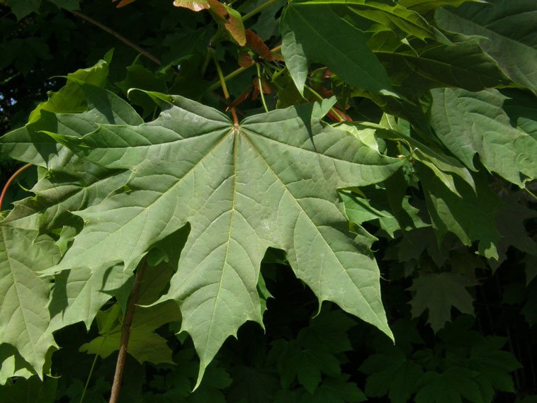 Spitz-Ahorn / Acer platanoides