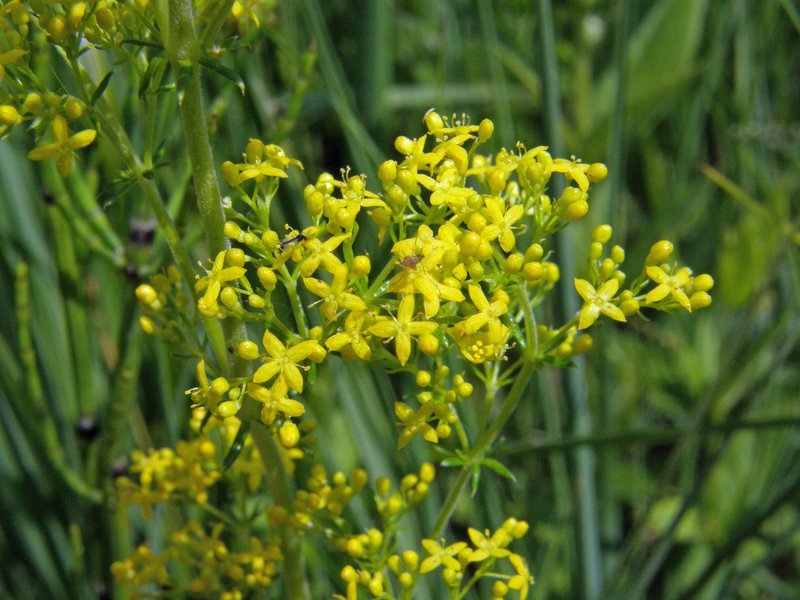 Echtes Labkraut / Galium verum
