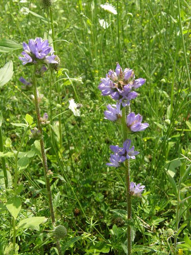 Borstige Glockenblume / Campanula cervicaria
