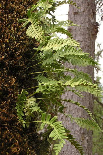 Rippenfarn / Blechnum spicant