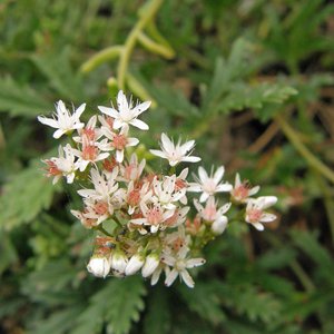 Dickblatt-Fetthenne / Sedum dasyphyllum