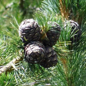 Zirbel-Kiefer / Pinus cembra