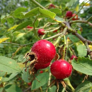 Apfel-Rose / Rosa villosa