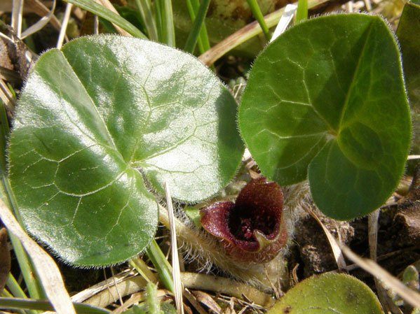 Europäische Haselwurz / Asarum europaeum
