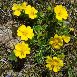 Gold-Fingerkraut / Potentilla aurea