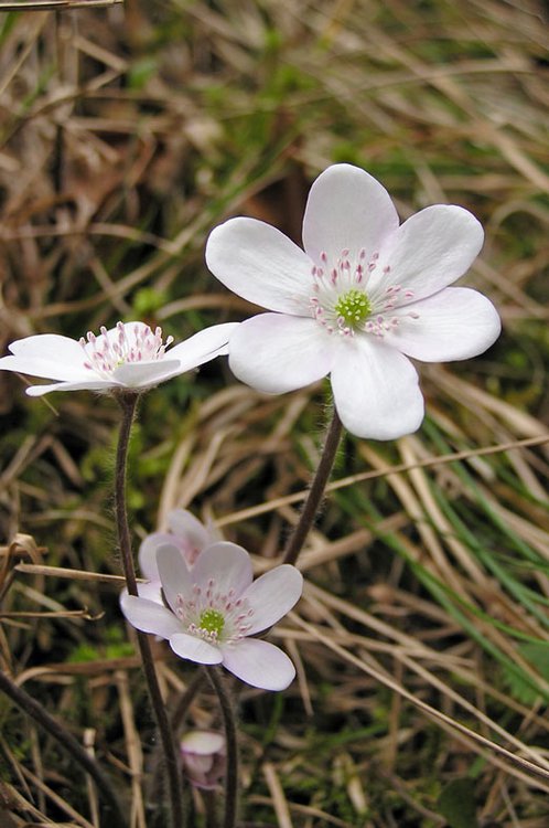 Leberblümchen / Hepatica nobilis