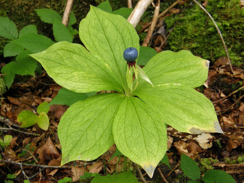 Vierblättrige Einbeere / Paris quadrifolia