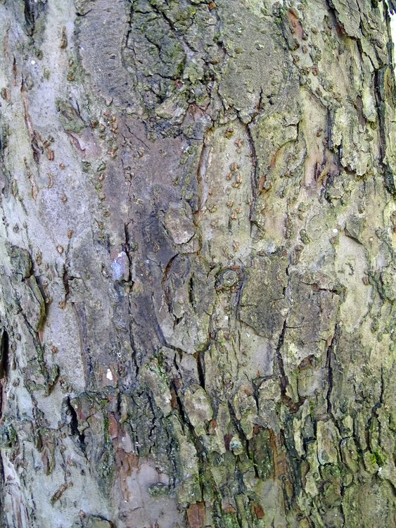 Holz-Apfel / Malus sylvestris