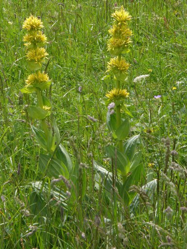 Gelber Enzian / Gentiana lutea