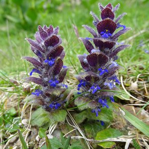 Pyramiden-Günsel / Ajuga pyramidalis