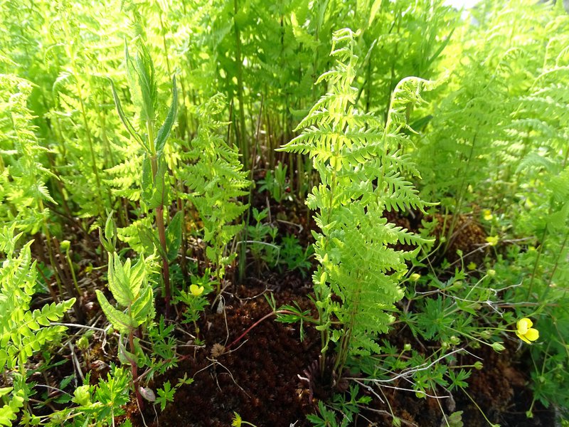 Sumpffarn / Thelypteris palustris
