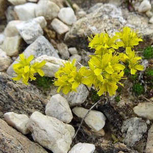 Immergrünes Felsenblümchen / Draba aizoides