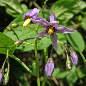 Bittersüßer Nachtschatten / Solanum dulcamara