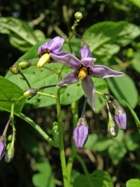 Bittersüßer Nachtschatten / Solanum dulcamara