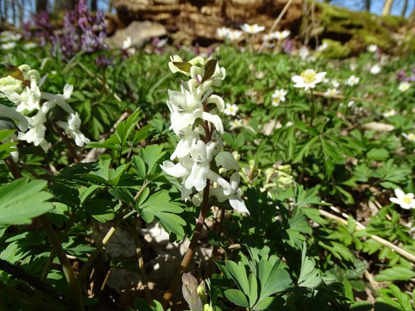 Hohler Lerchensporn / Corydalis cava