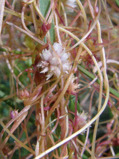 Europäischer Teufelszwirn / Cuscuta europaea
