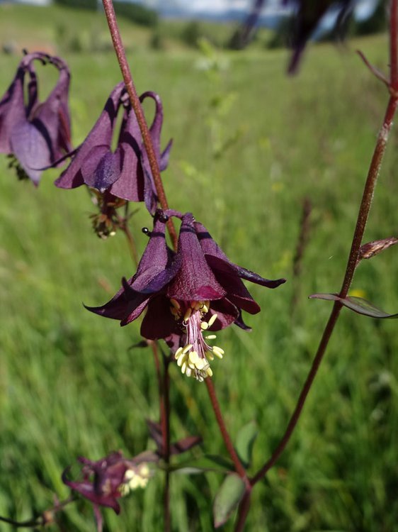 Schwarze Akelei / Aquilegia atrata