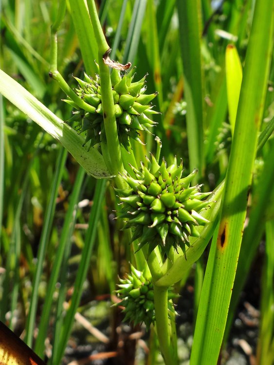 Einfacher Igelkolben / Sparganium emersum