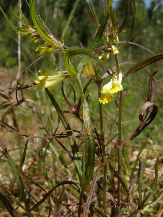 Wald-Wachtelweizen / Melampyrum sylvaticum