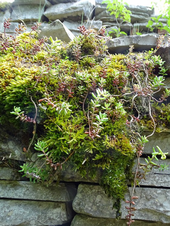 Weiße Fetthenne / Sedum album