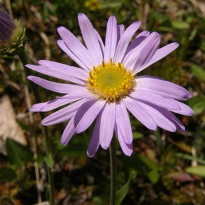 Alpen-Aster / Aster alpinus