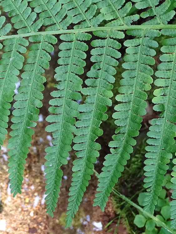 Breitblättriger Dornfarn / Dryopteris dilatata