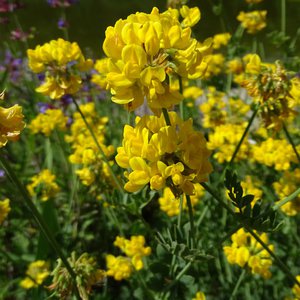 Berg-Kronwicke / Coronilla coronata