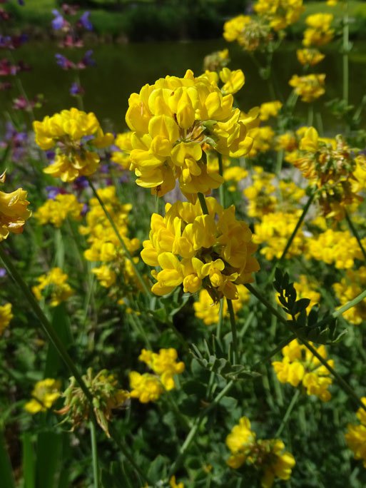 Berg-Kronwicke / Coronilla coronata