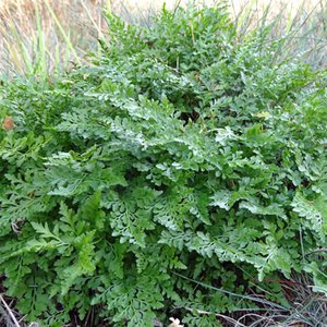 Serpentin-Streifenfarn / Asplenium cuneifolium