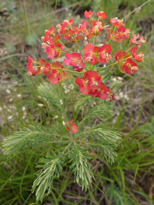 Zypressen-Wolfsmilch / Euphorbia cyparissias