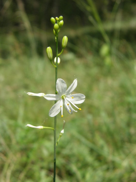 Astlose Graslilie / Anthericum liliago