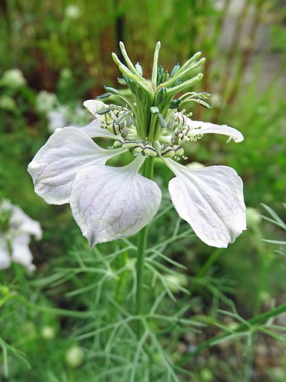 Acker-Schwarzkümmel / Nigella arvensis