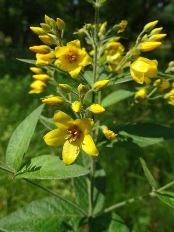 Gewöhnlicher Gilbweiderich / Lysimachia vulgaris
